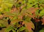 Acer maximowicianum